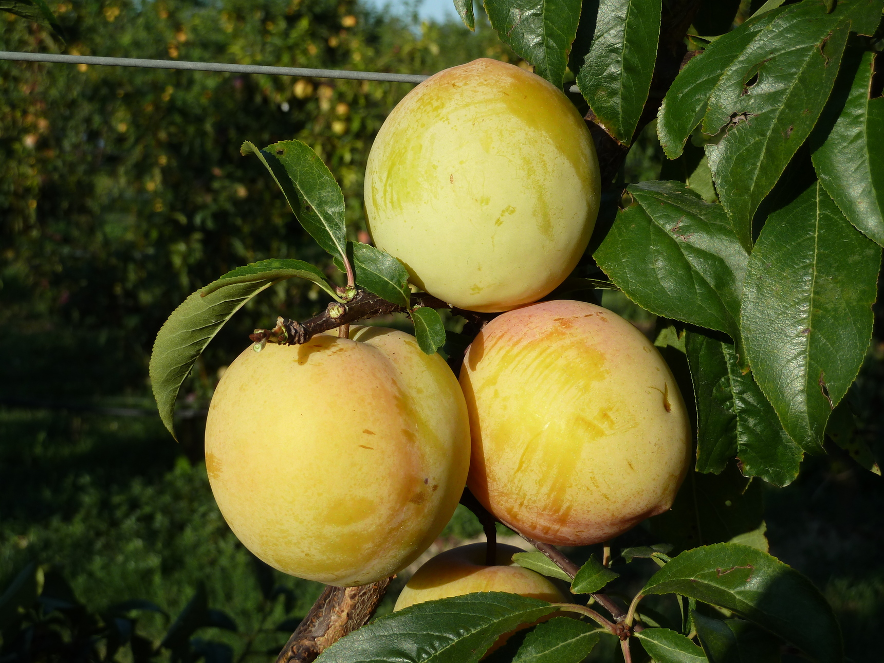 GOLDEN PLUMZA*