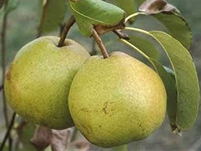 PASSACRASSANA