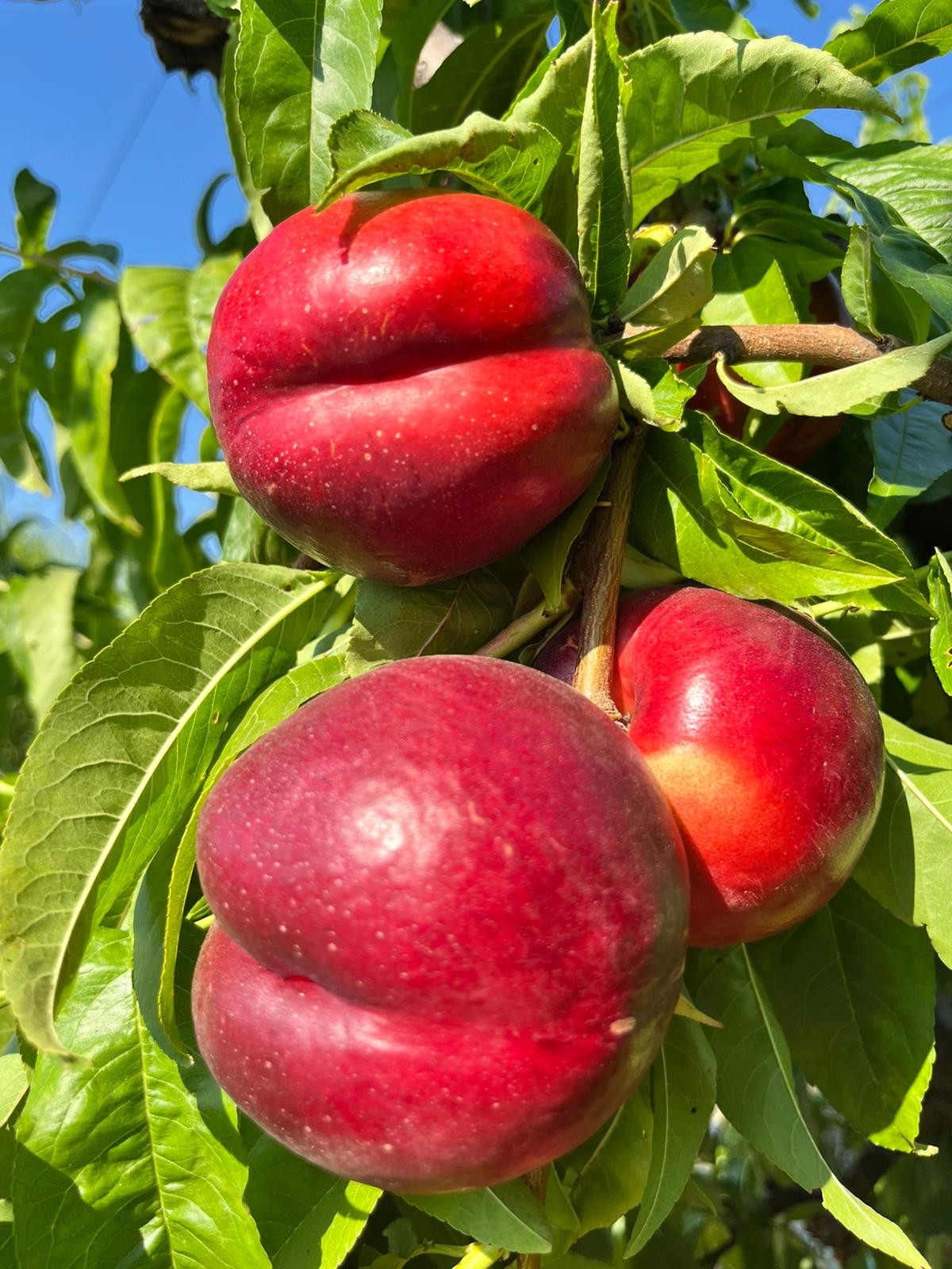 AMAPOLA